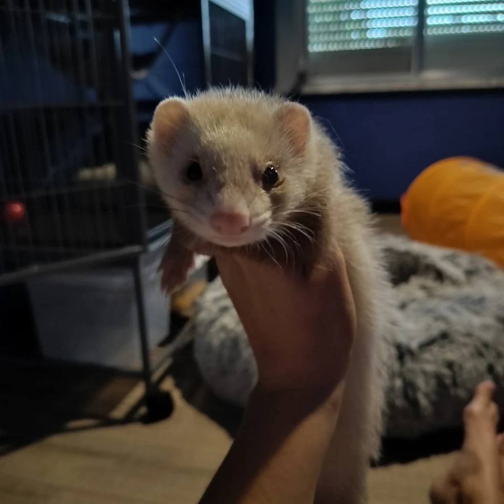 Kiko