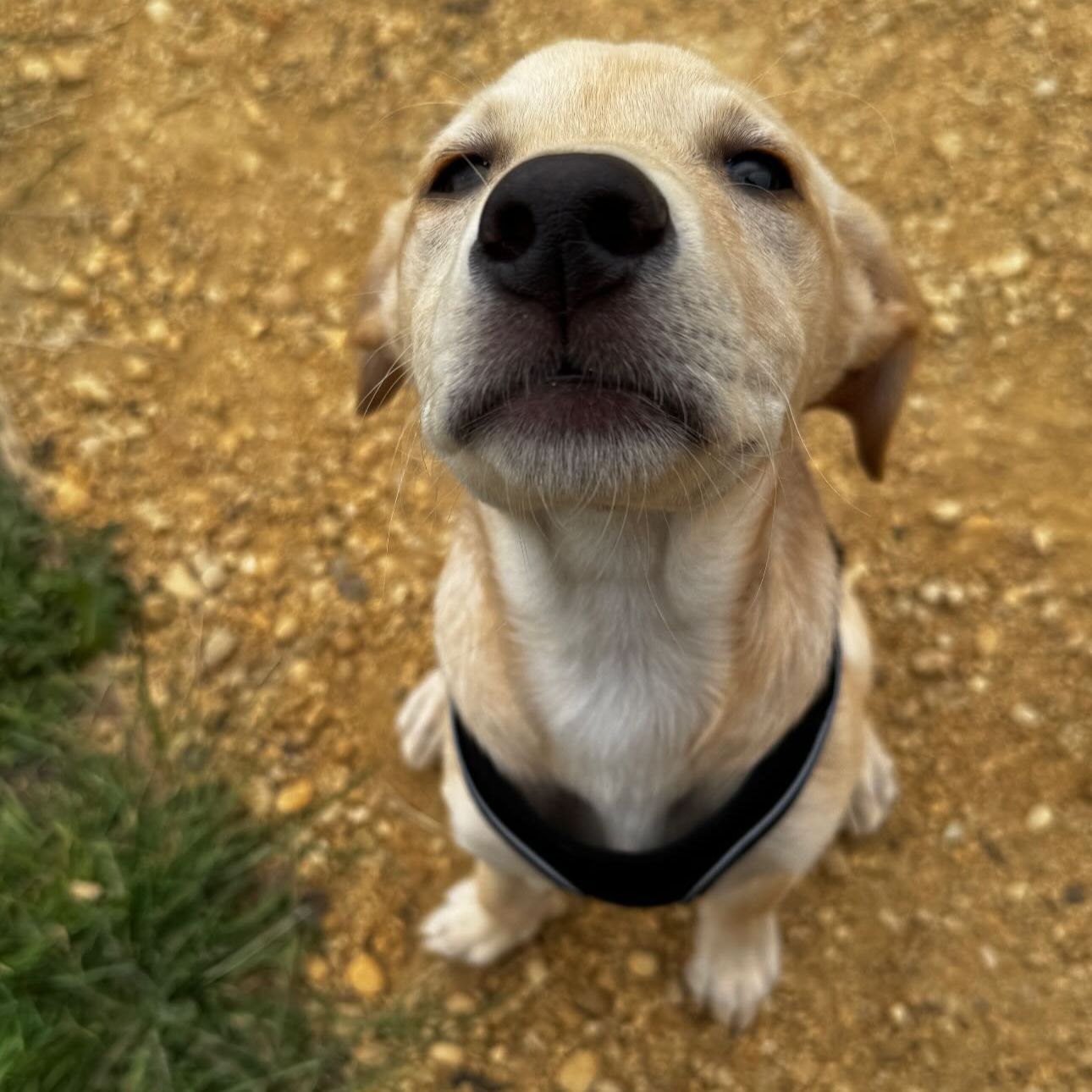 Whiskey