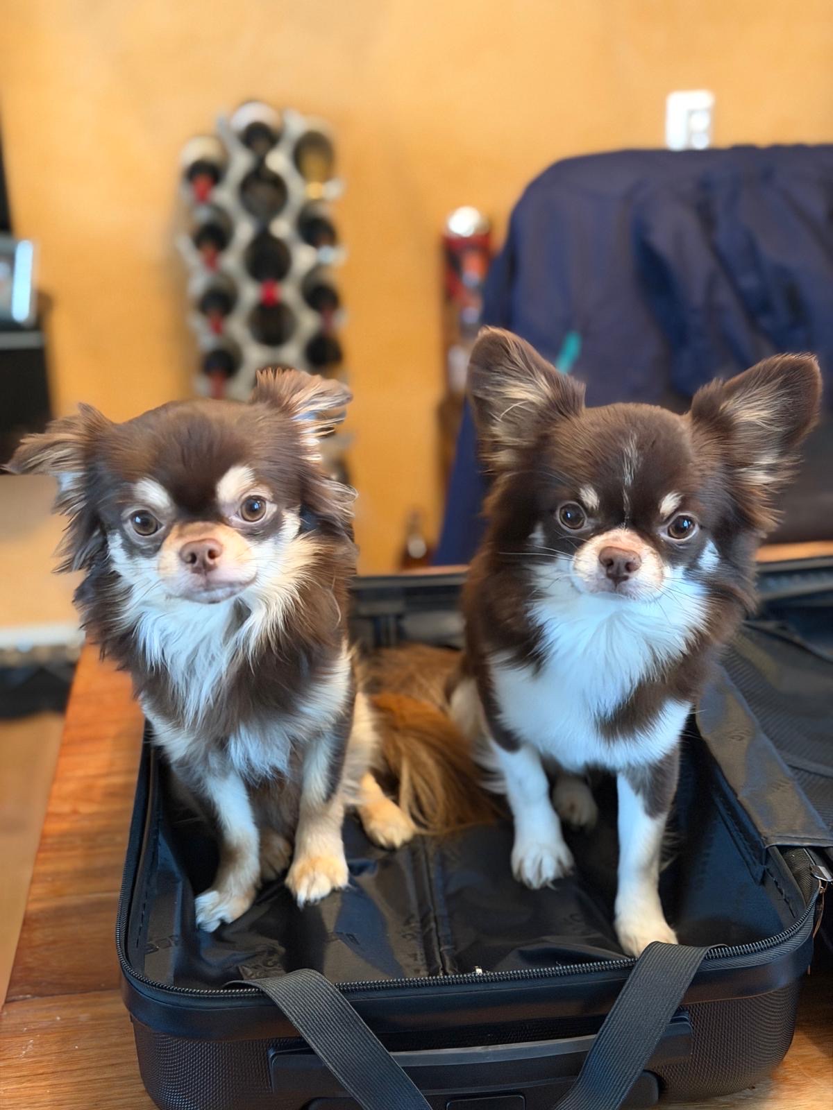 image-19