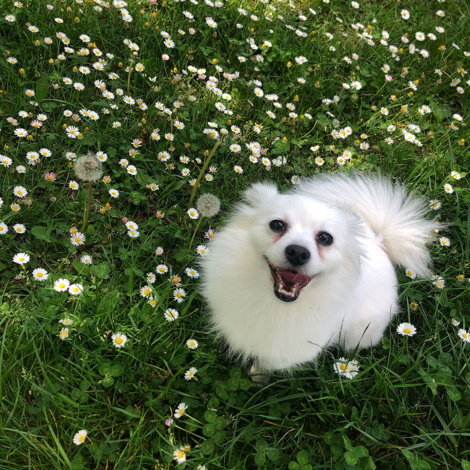Hera