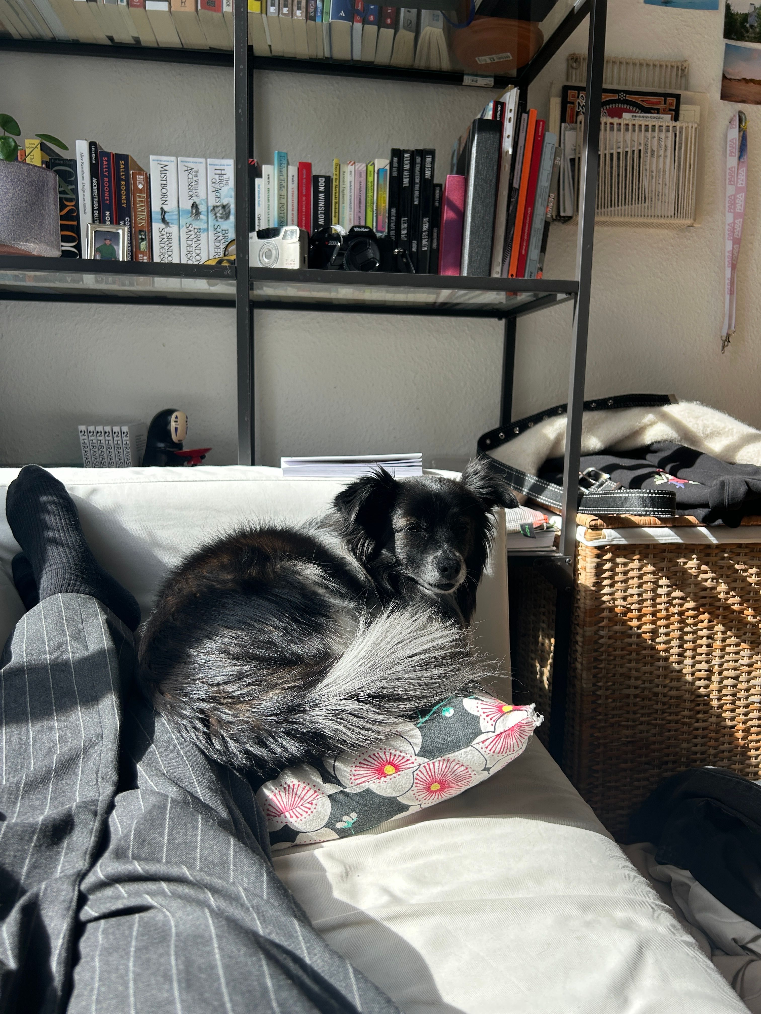 image-7