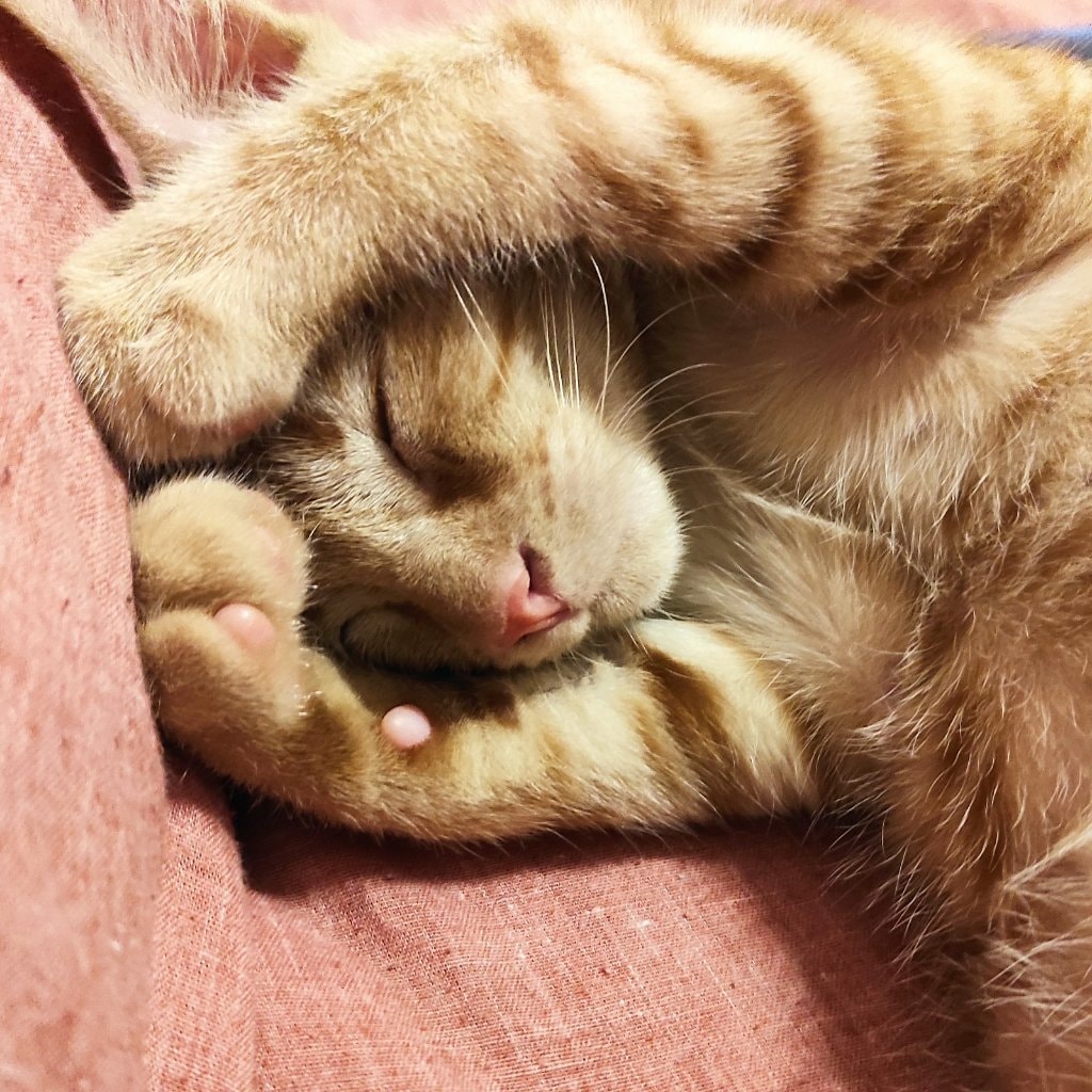 Simba 