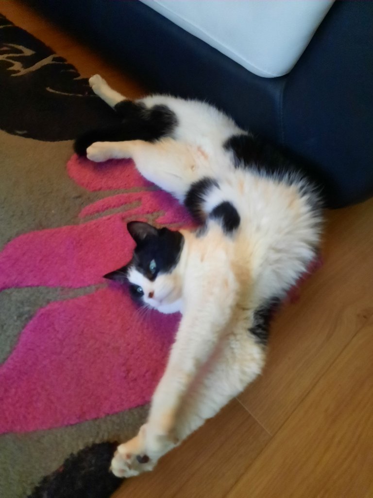 Simba