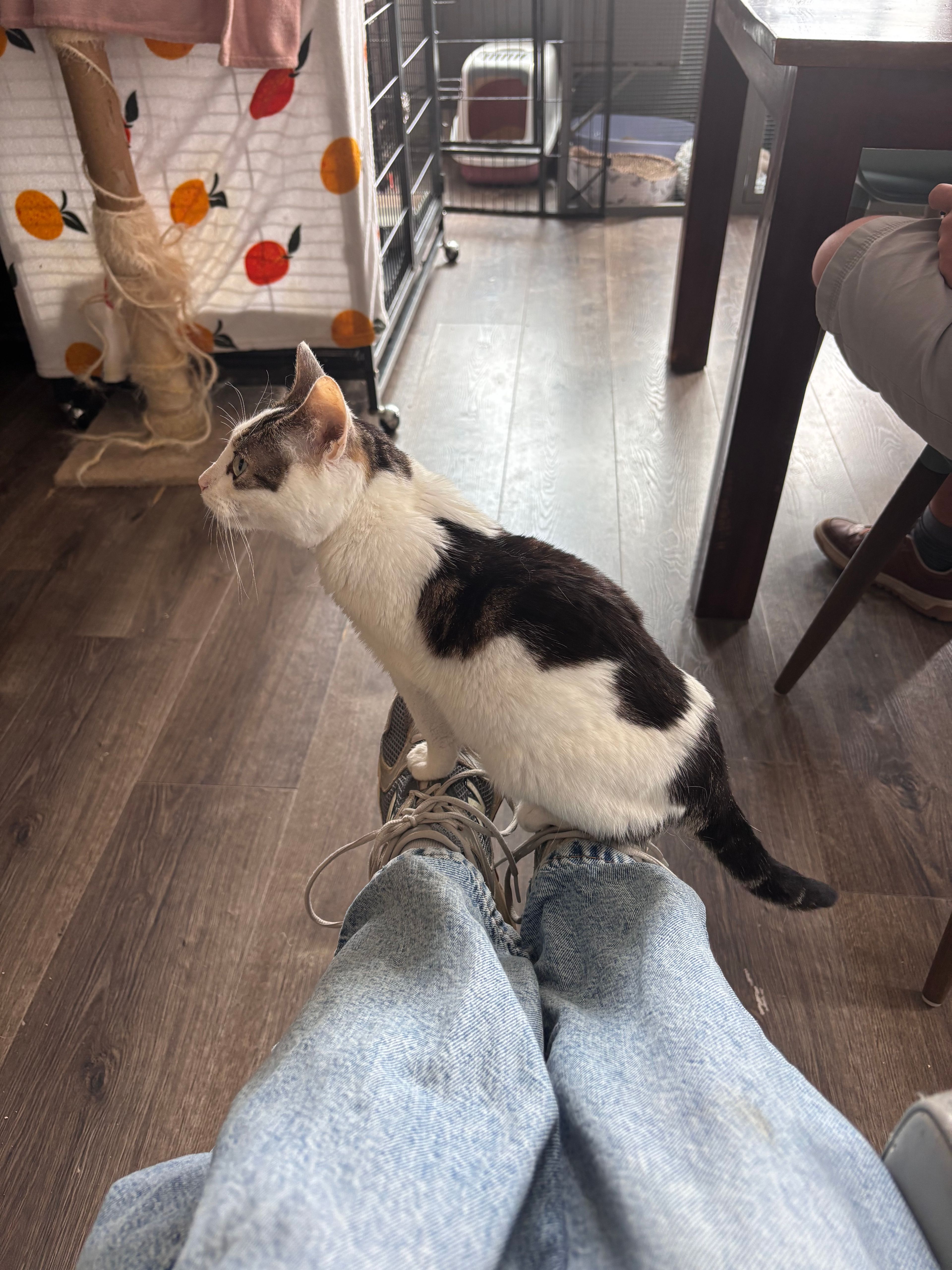 image-6