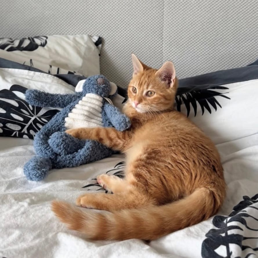 Meeko