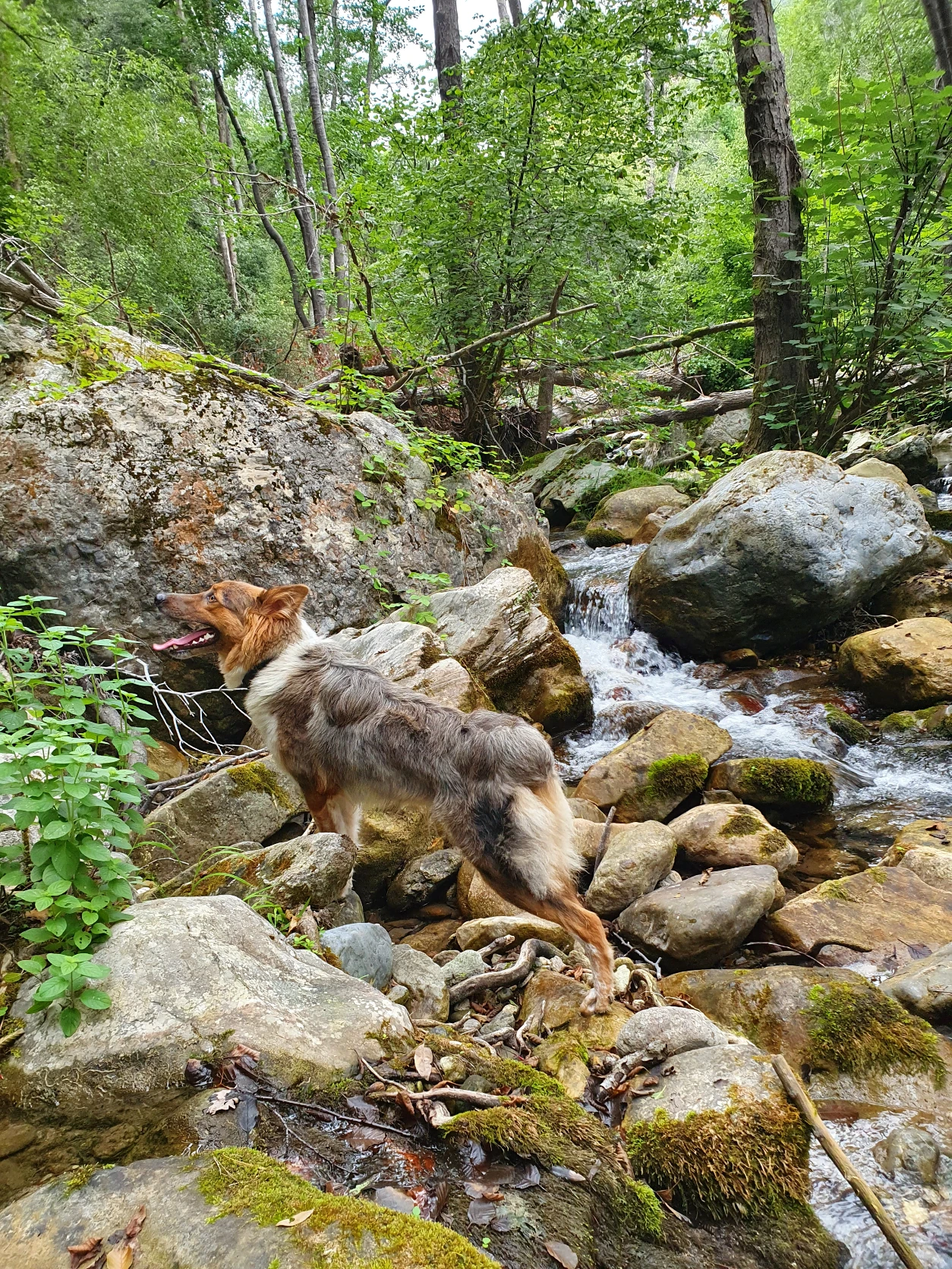 image-7