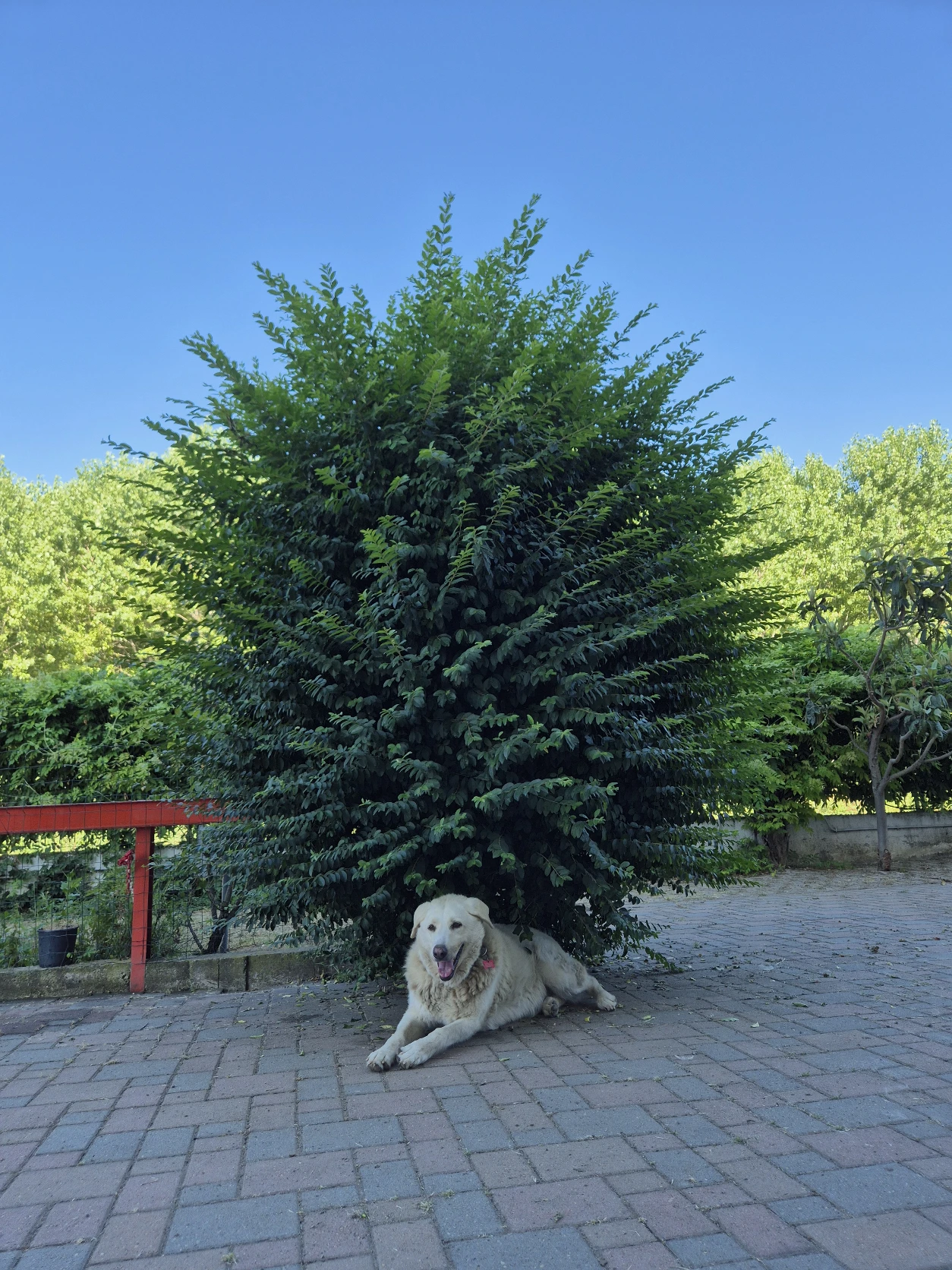 image-9