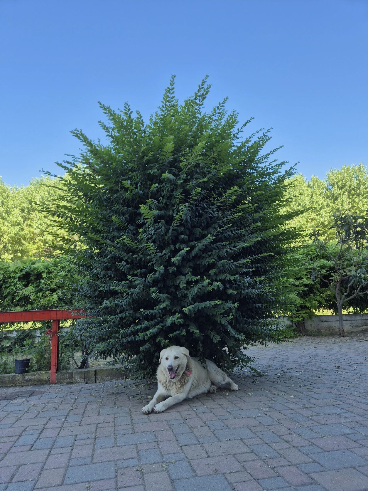 image-9
