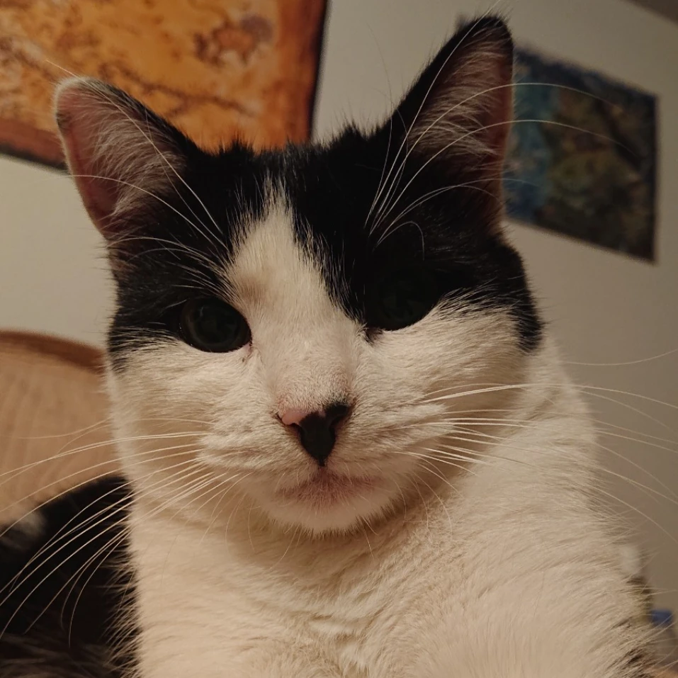 Choupette