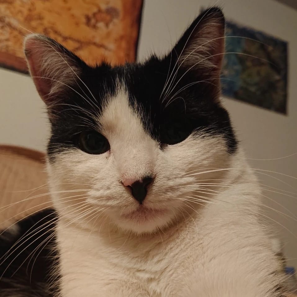 Choupette