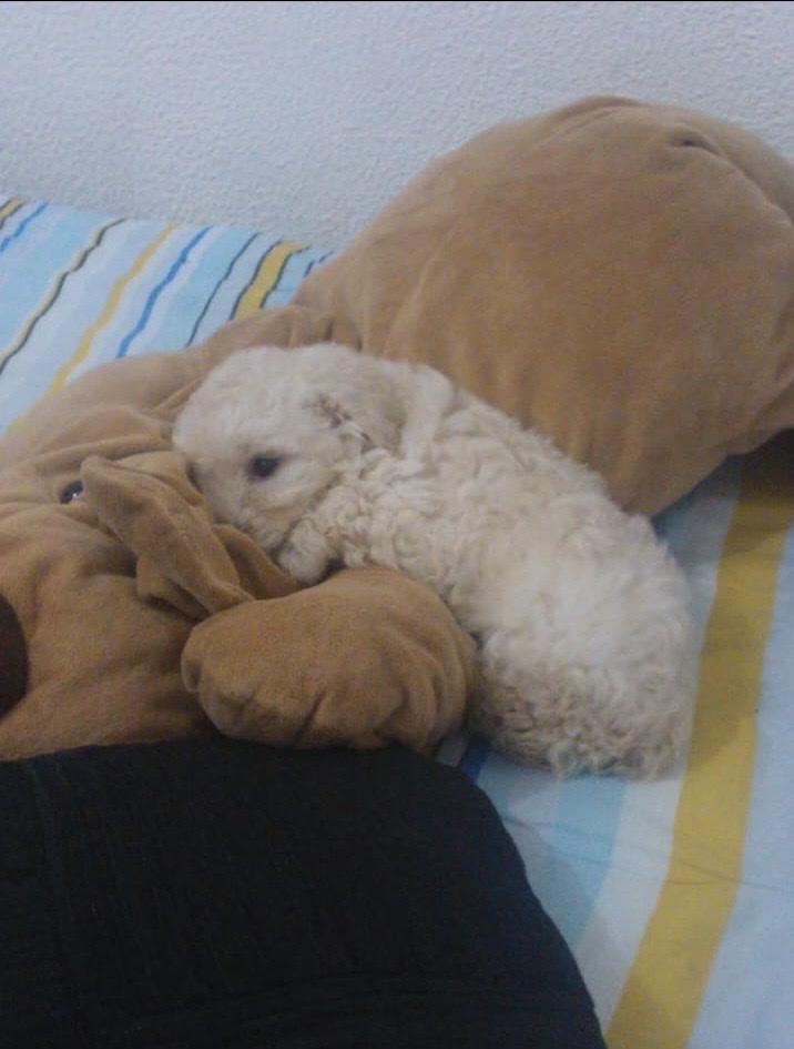 image-7