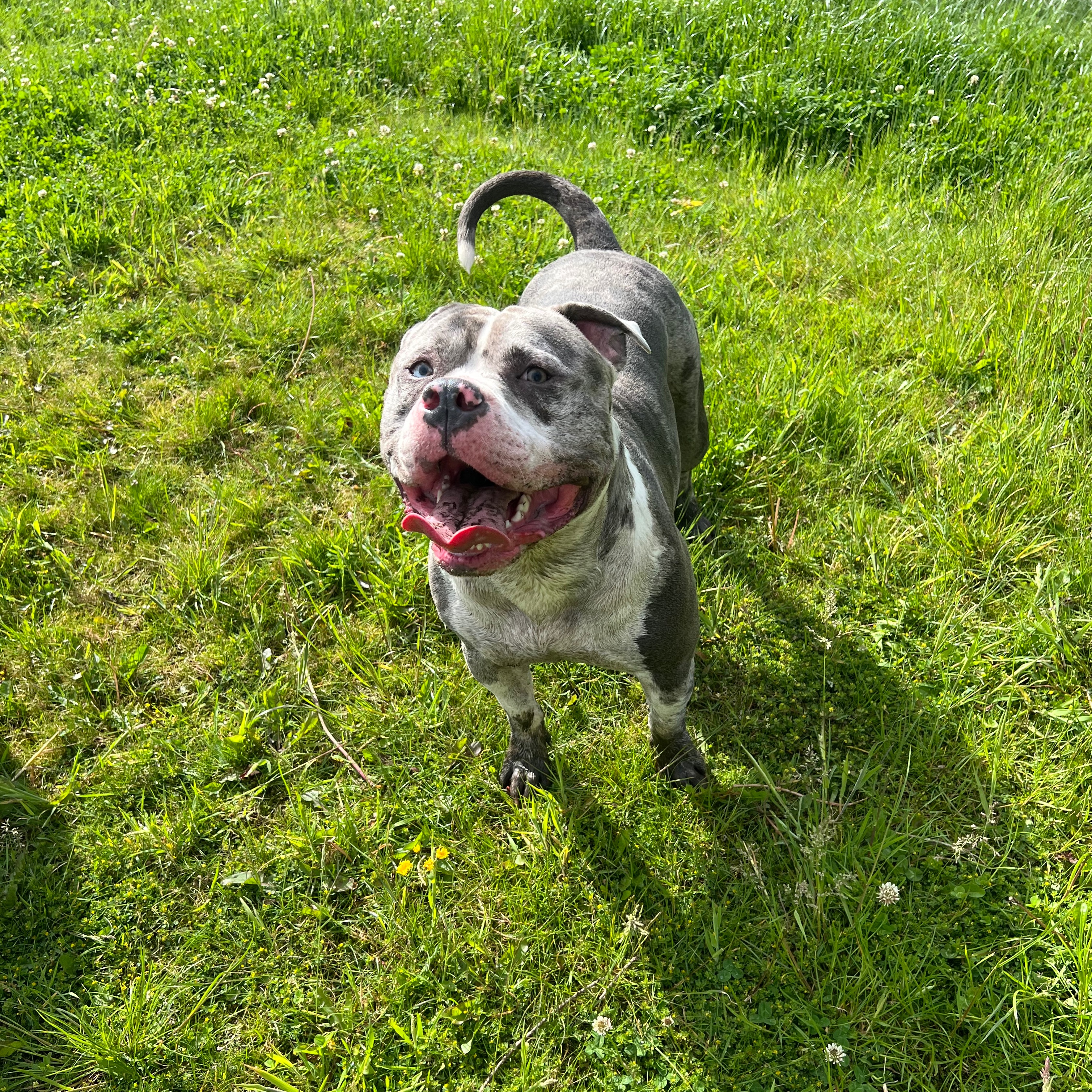 Arlo