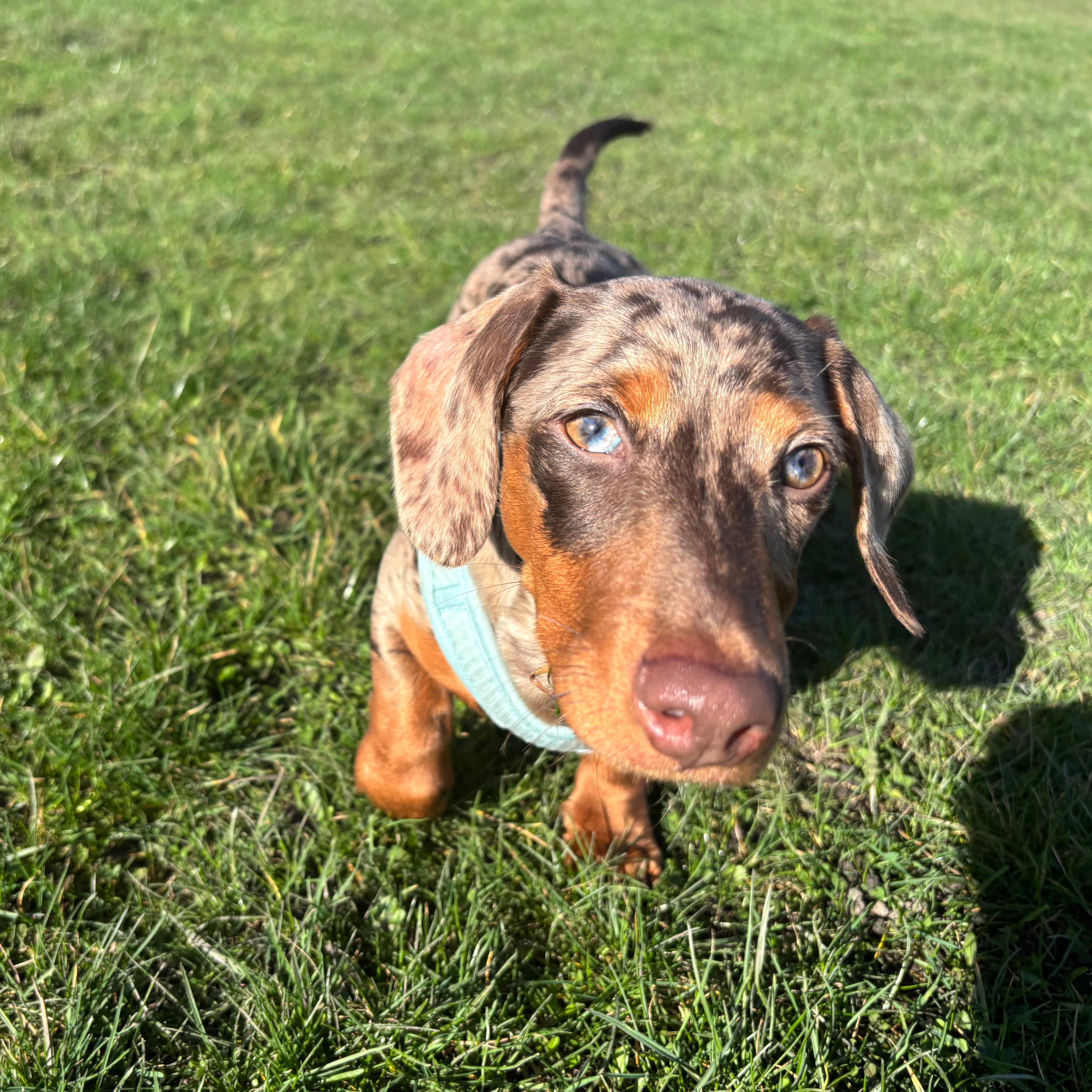 Weenie