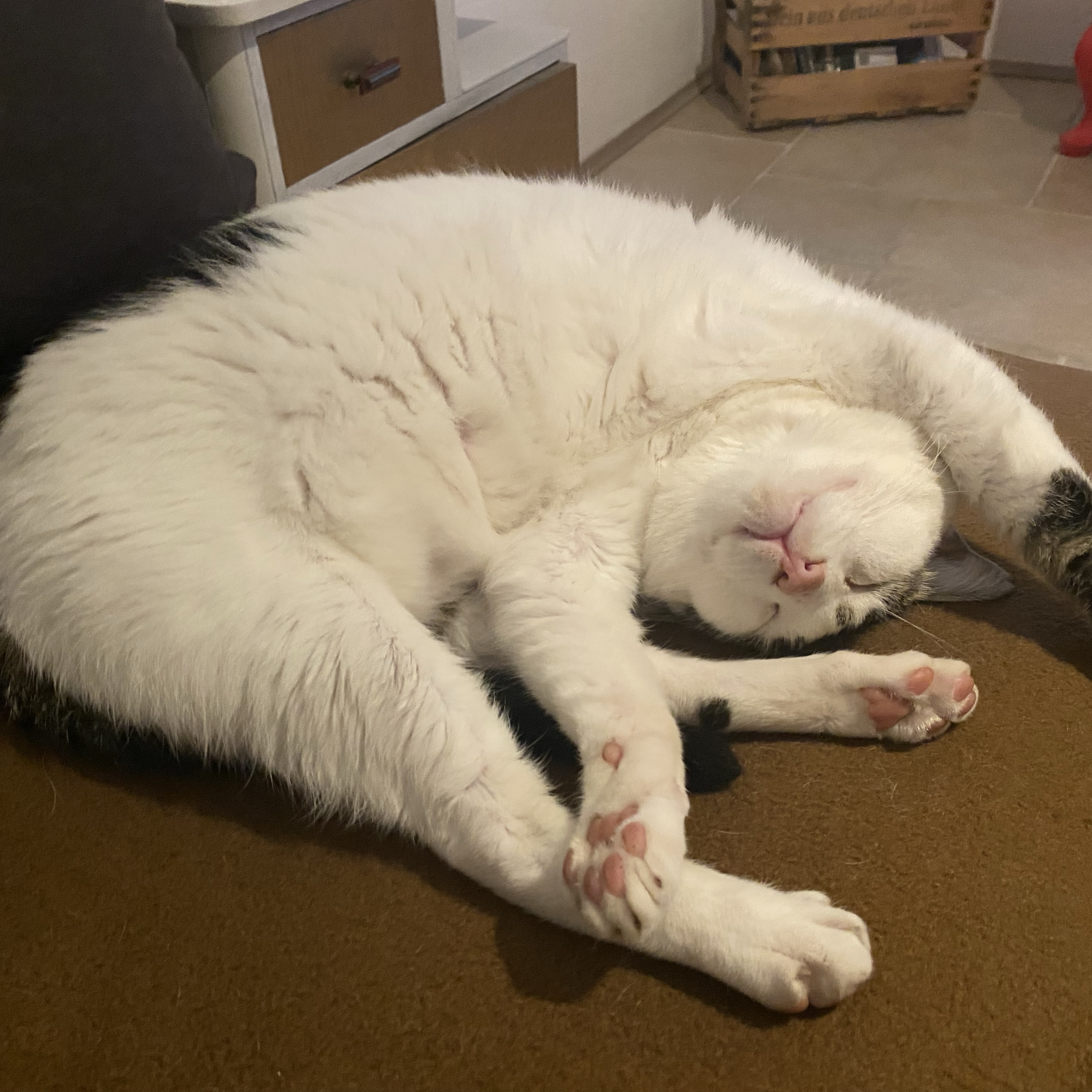 Pepito