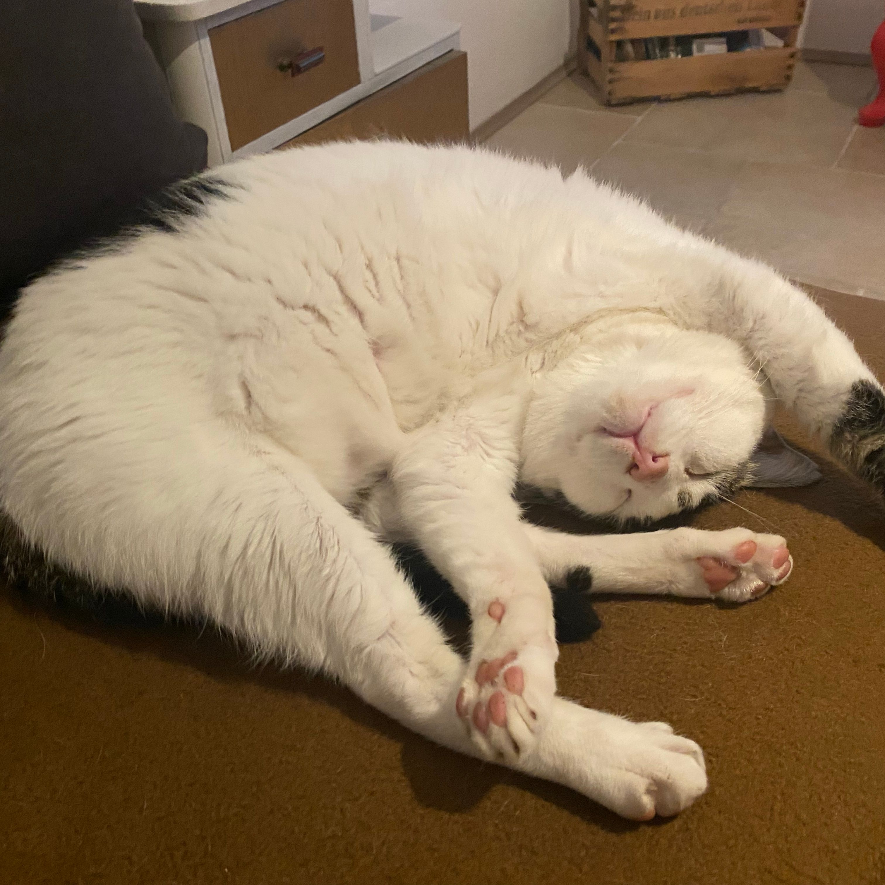 Pepito