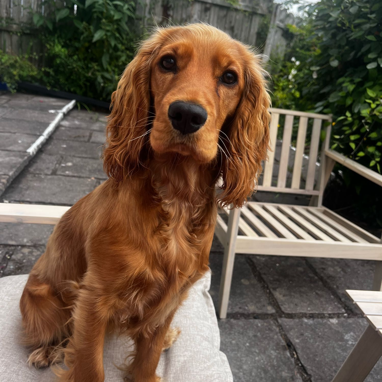 maple