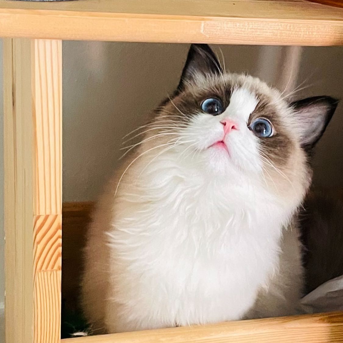 Suki