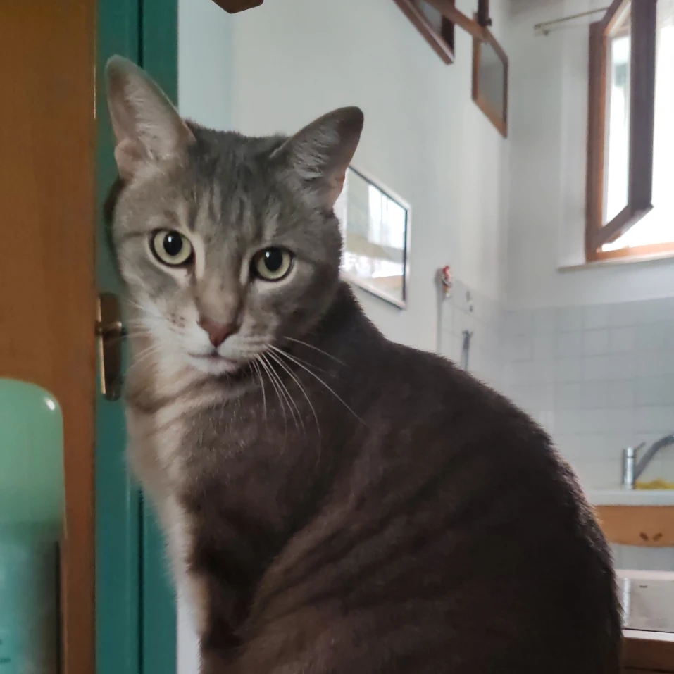 Miso