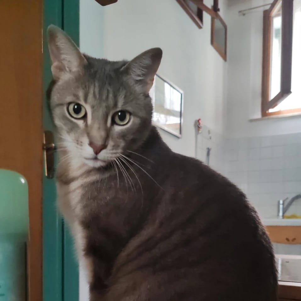Miso