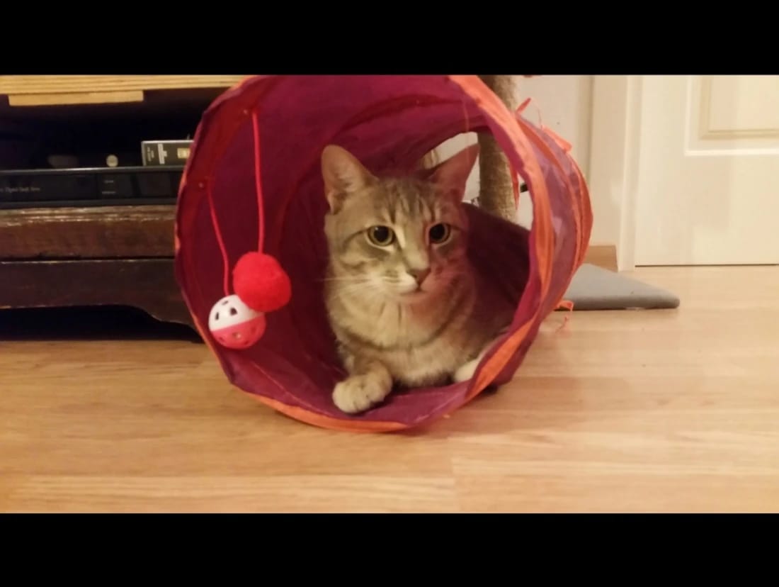 image-7