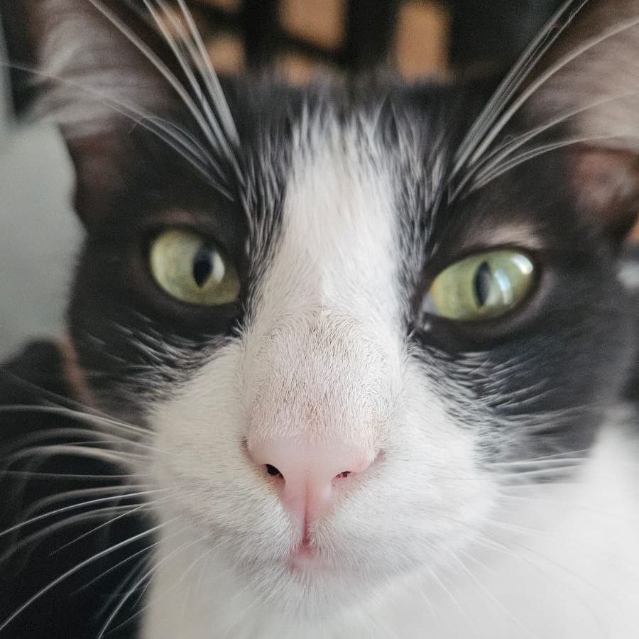 Brás