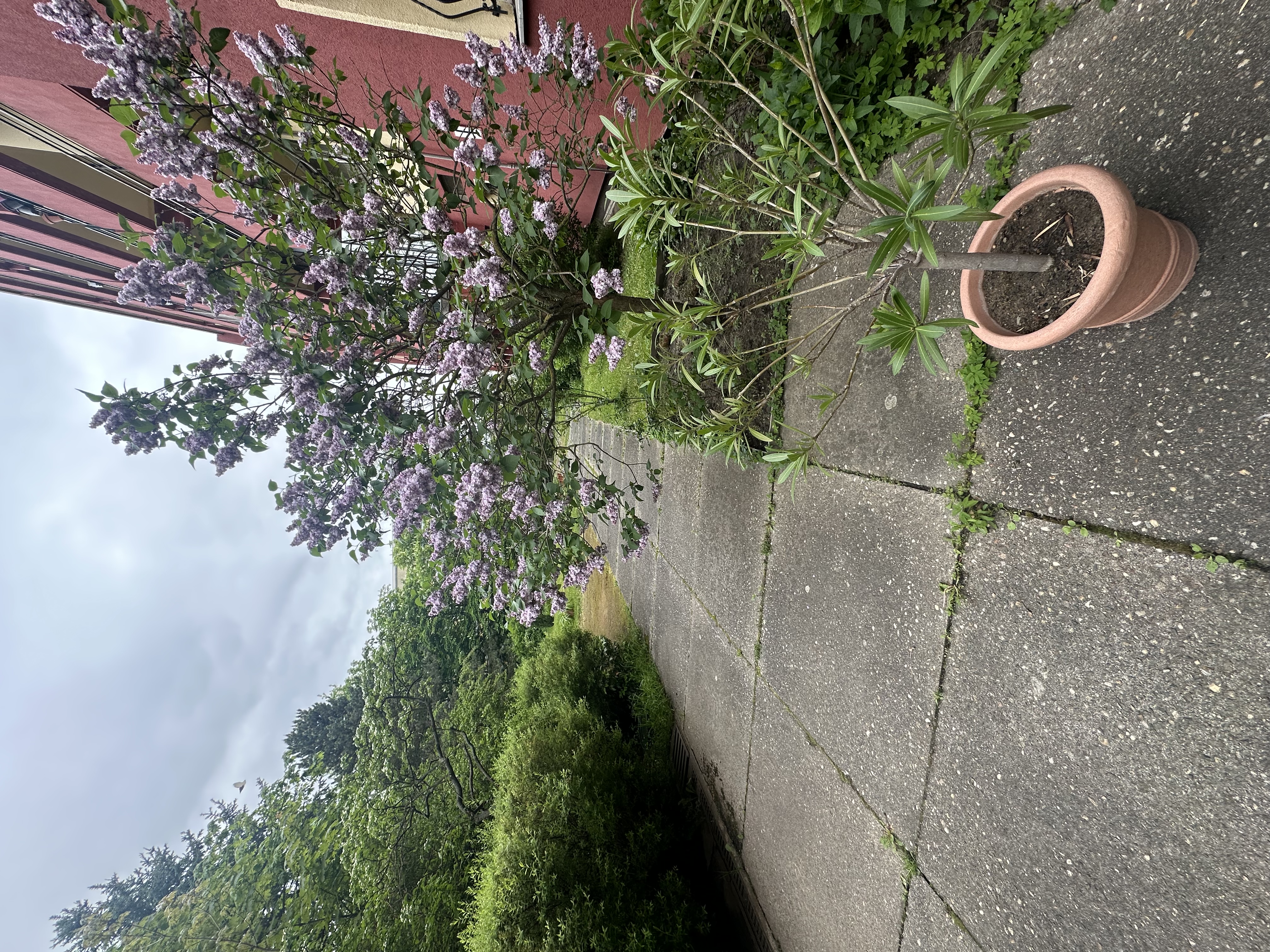image-19