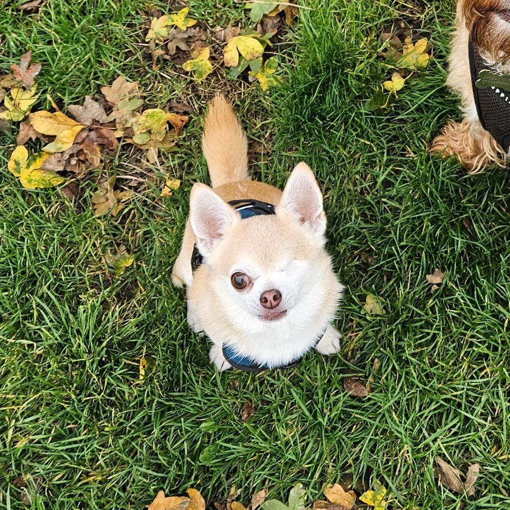 Todd