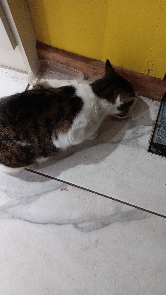 Damo