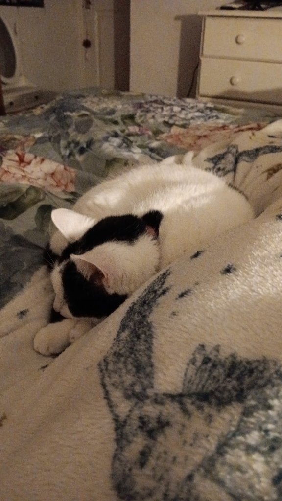 Xena