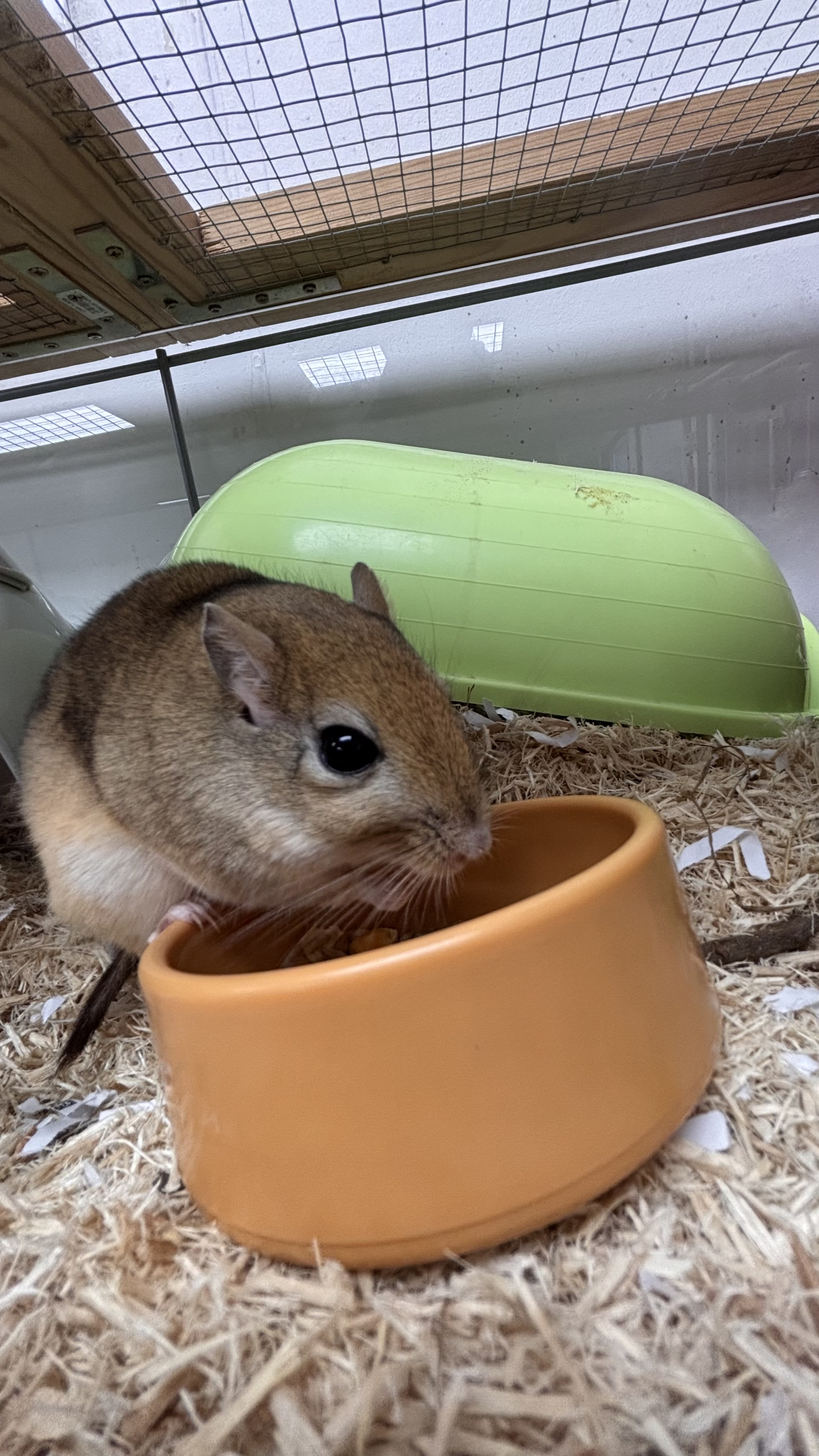 image-15