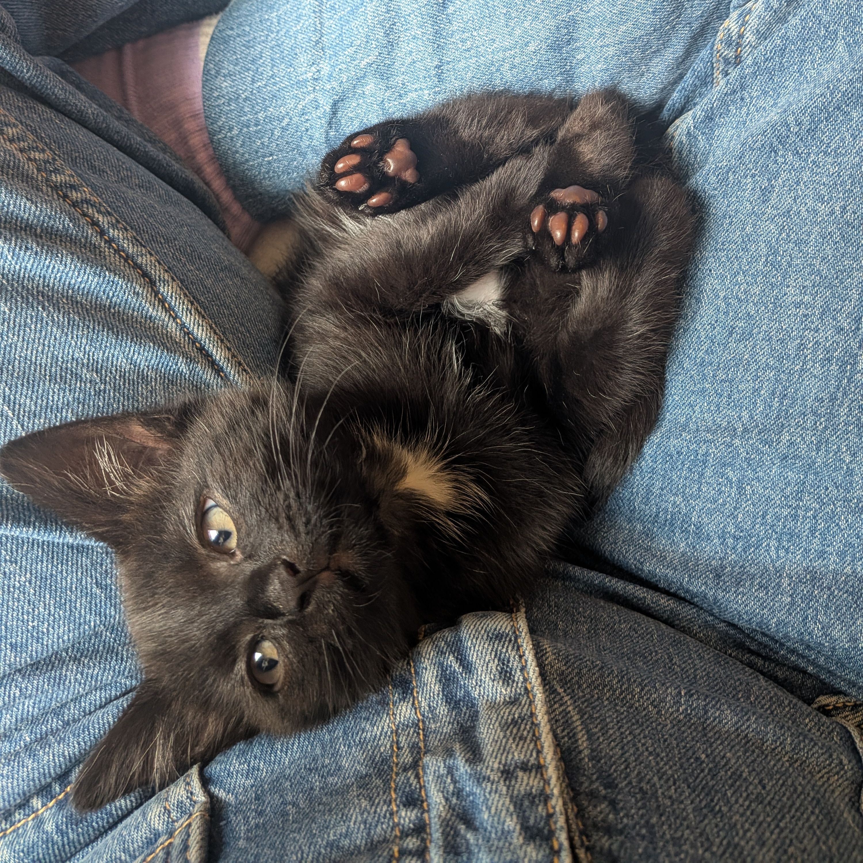Loki