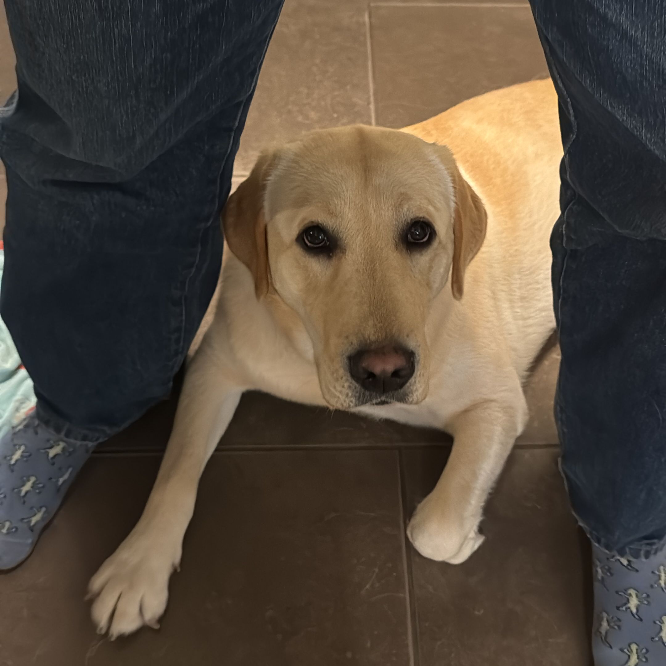 Rudi