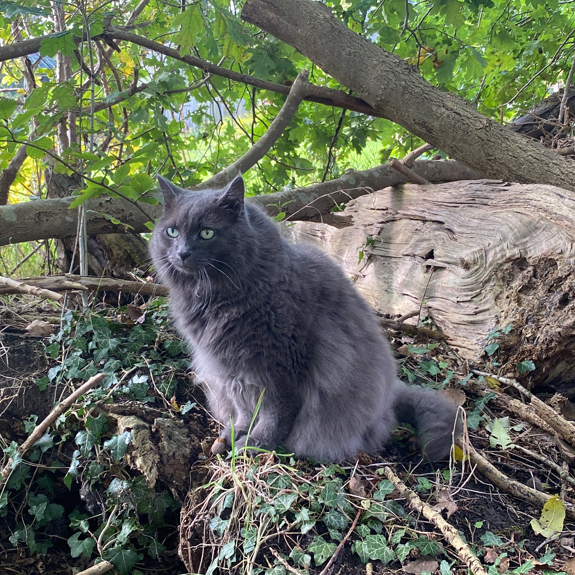 Tarzan