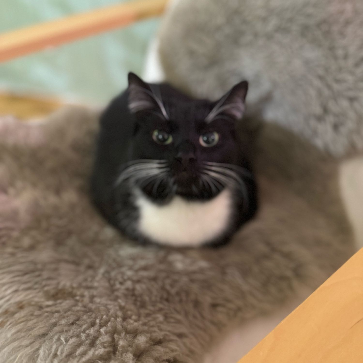 Muffin