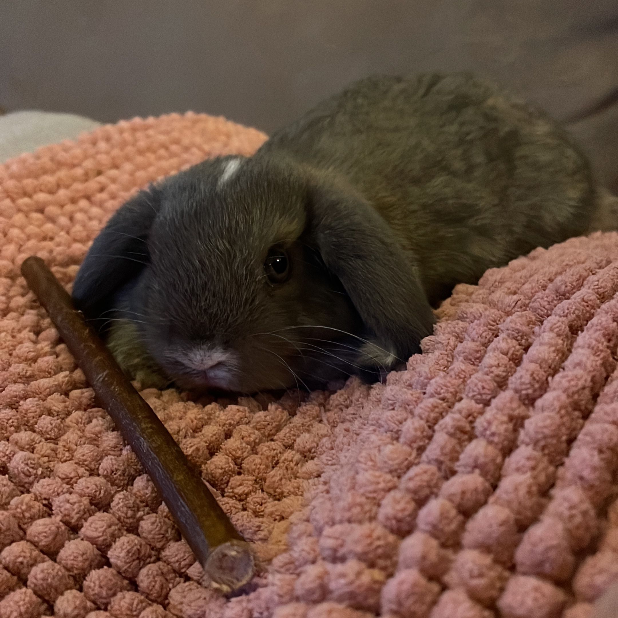 Binkie