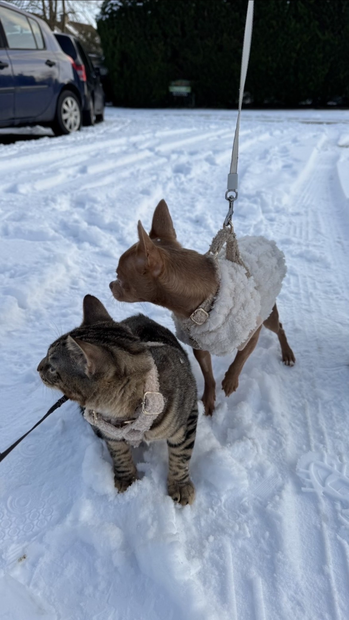 image-7