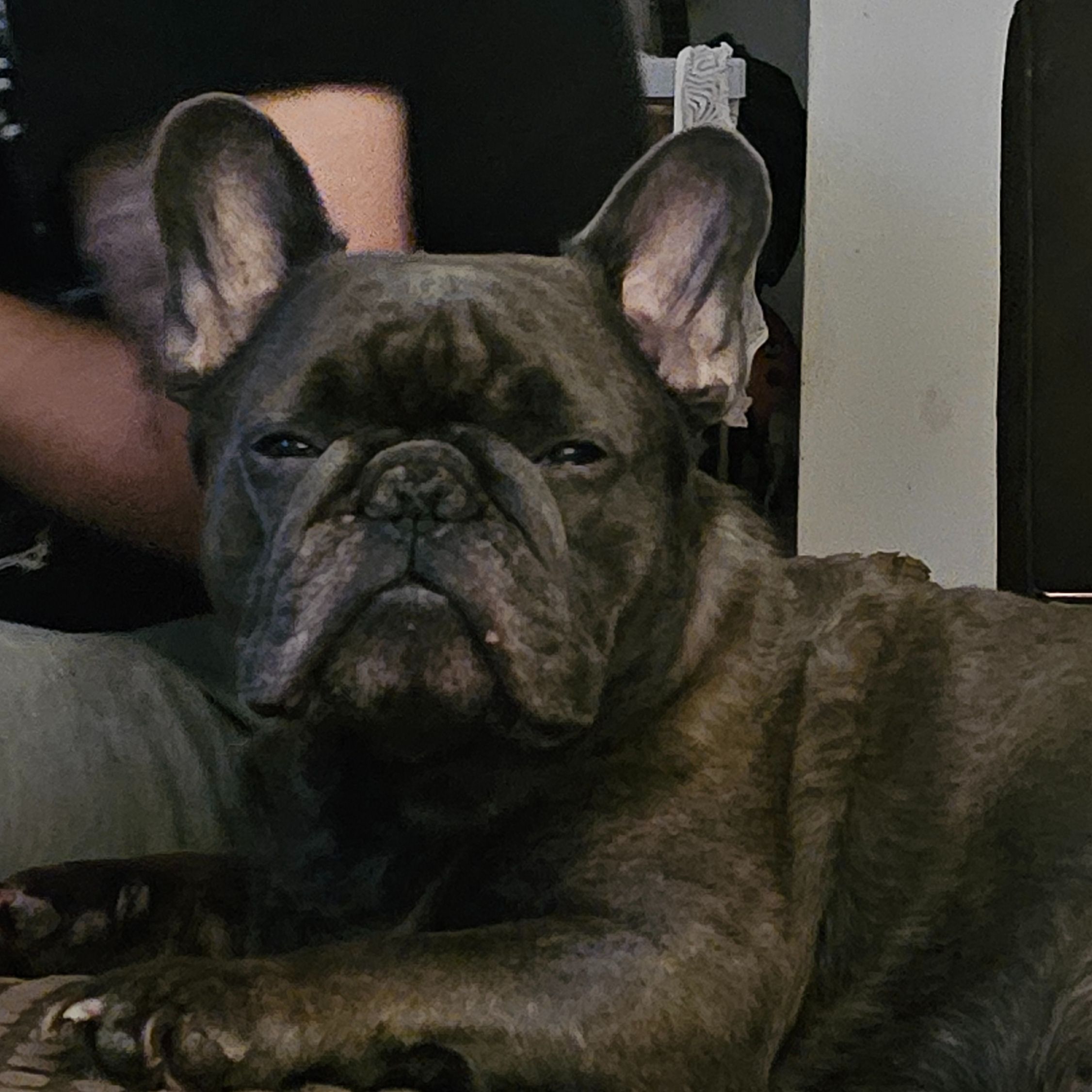 Buddy