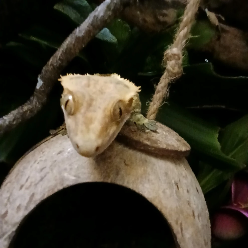 zuko
