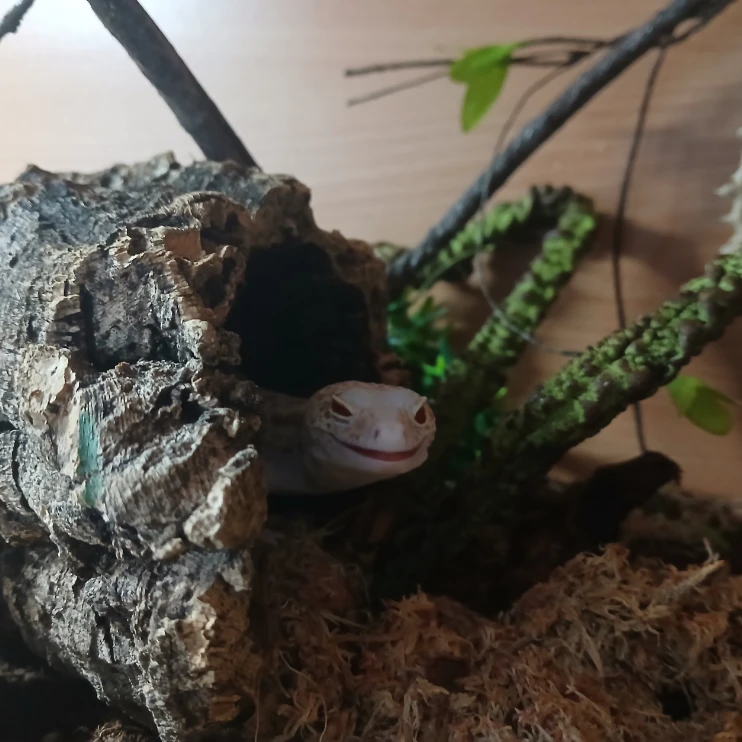 sahara