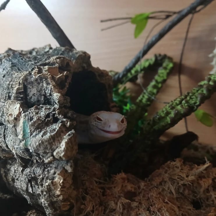 sahara