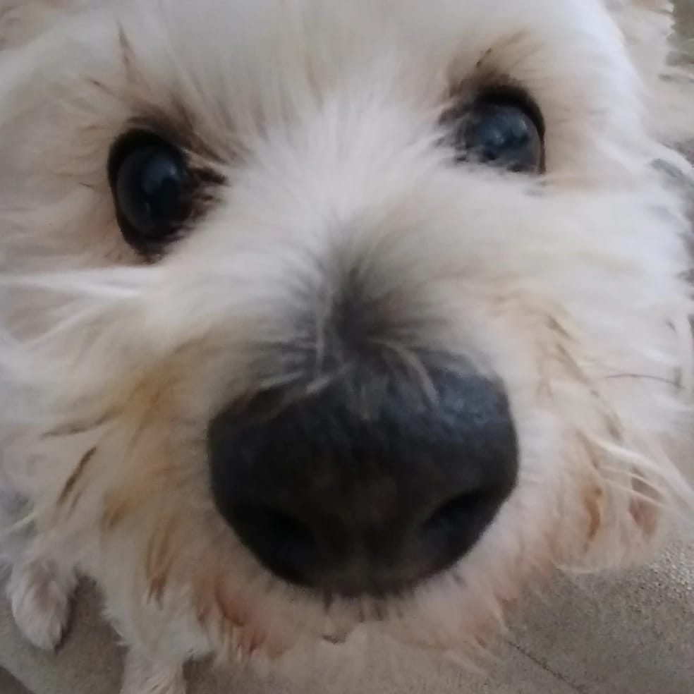 Cookie
