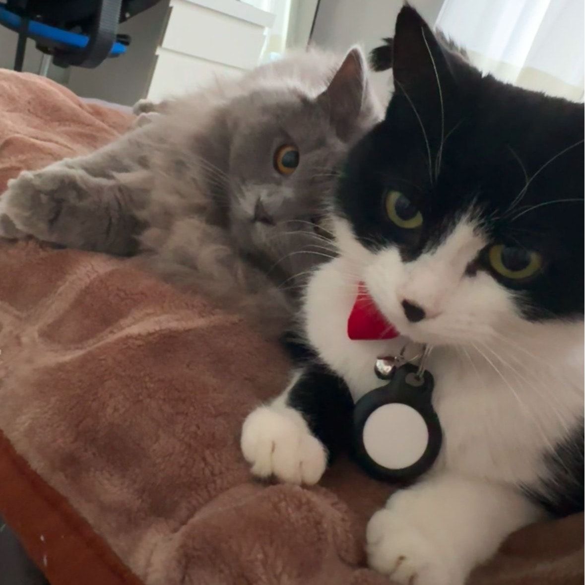 Luna & Valentijn