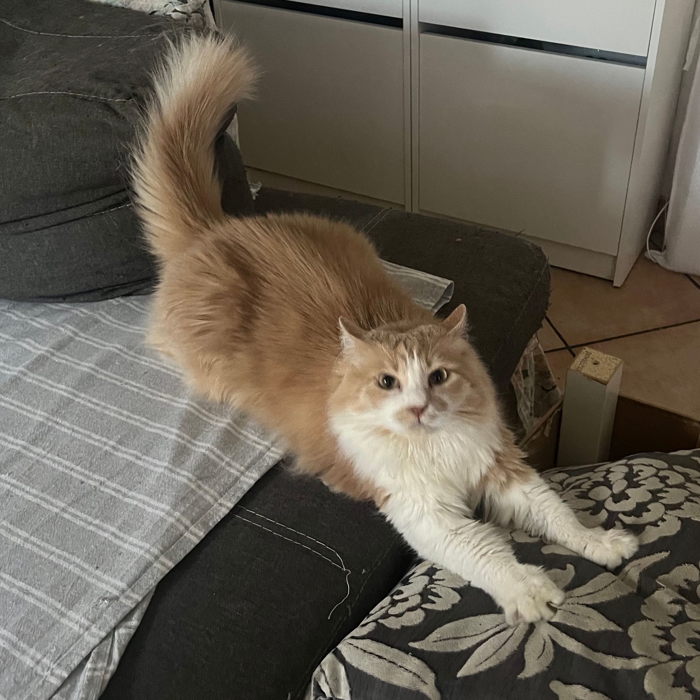 Nala