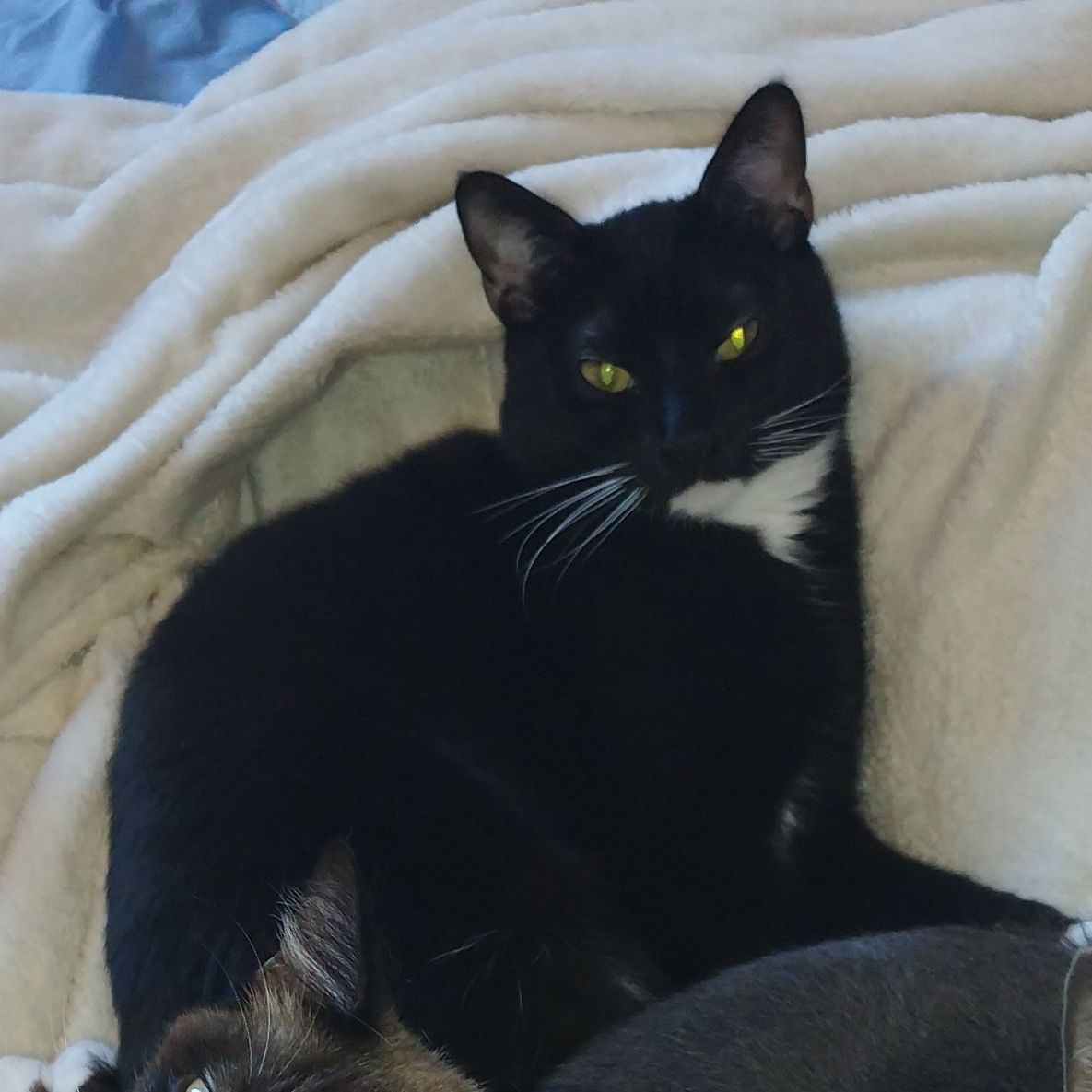 Yzma