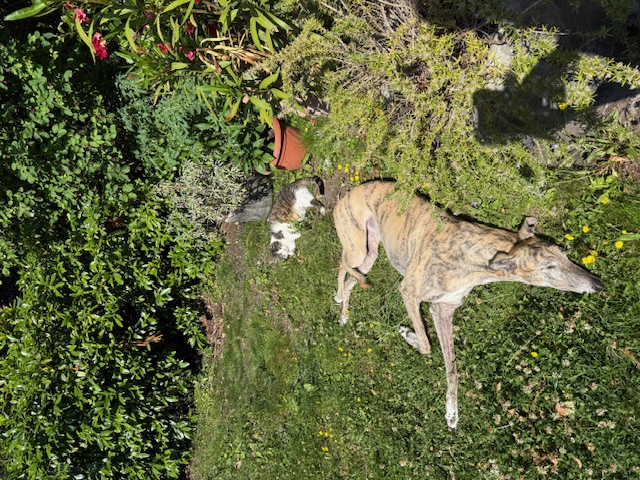 image-7