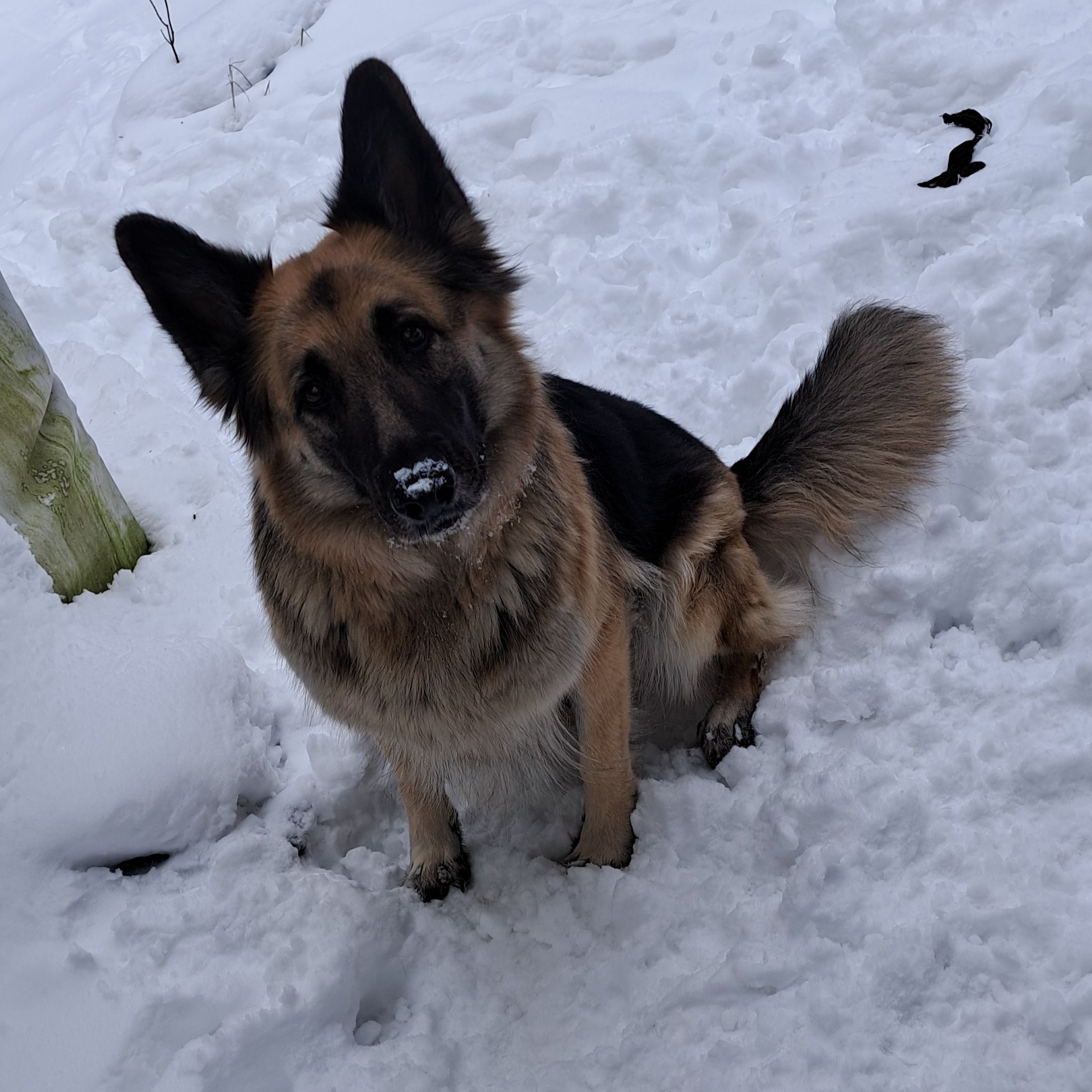 Bella