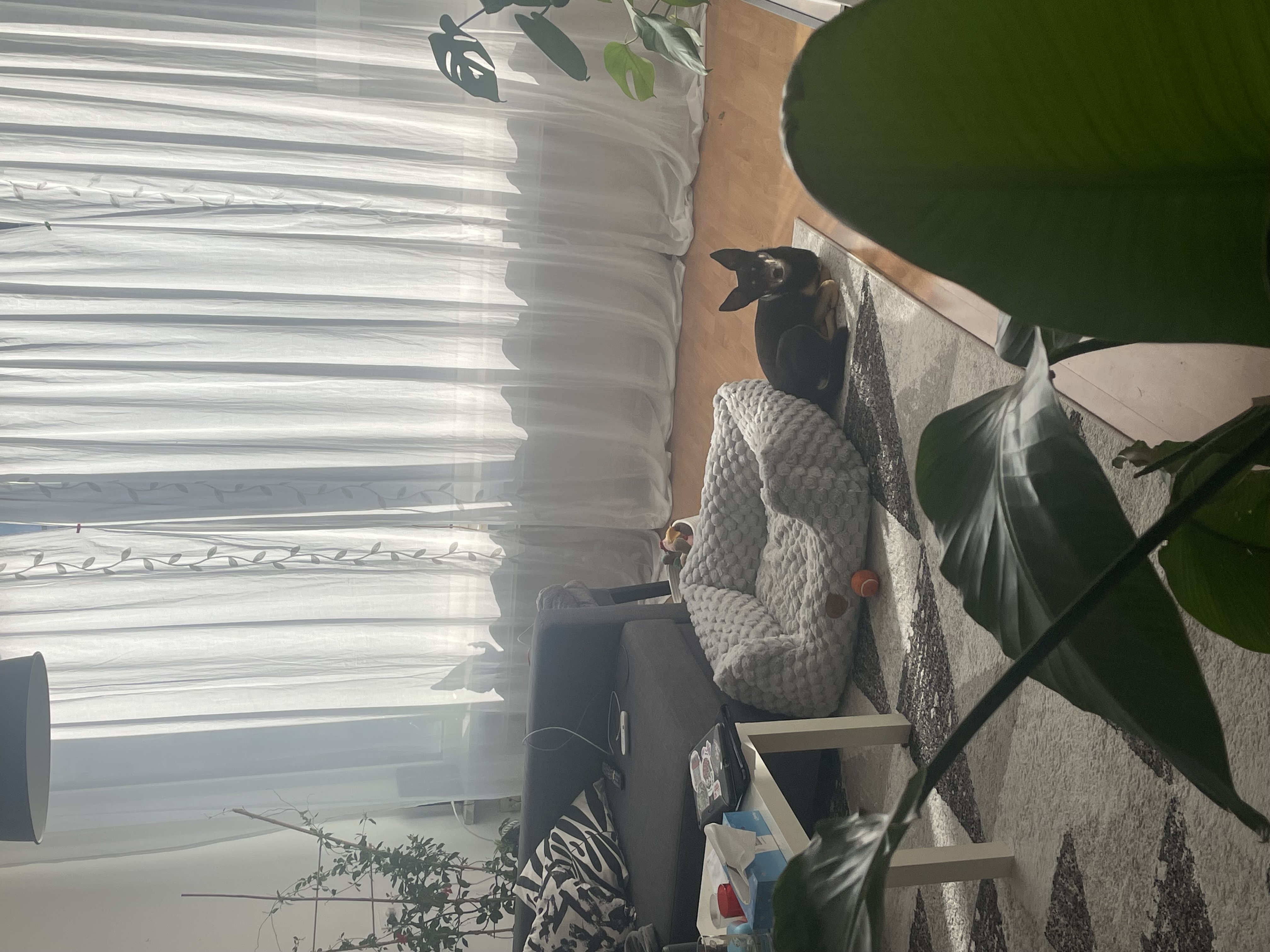 image-11