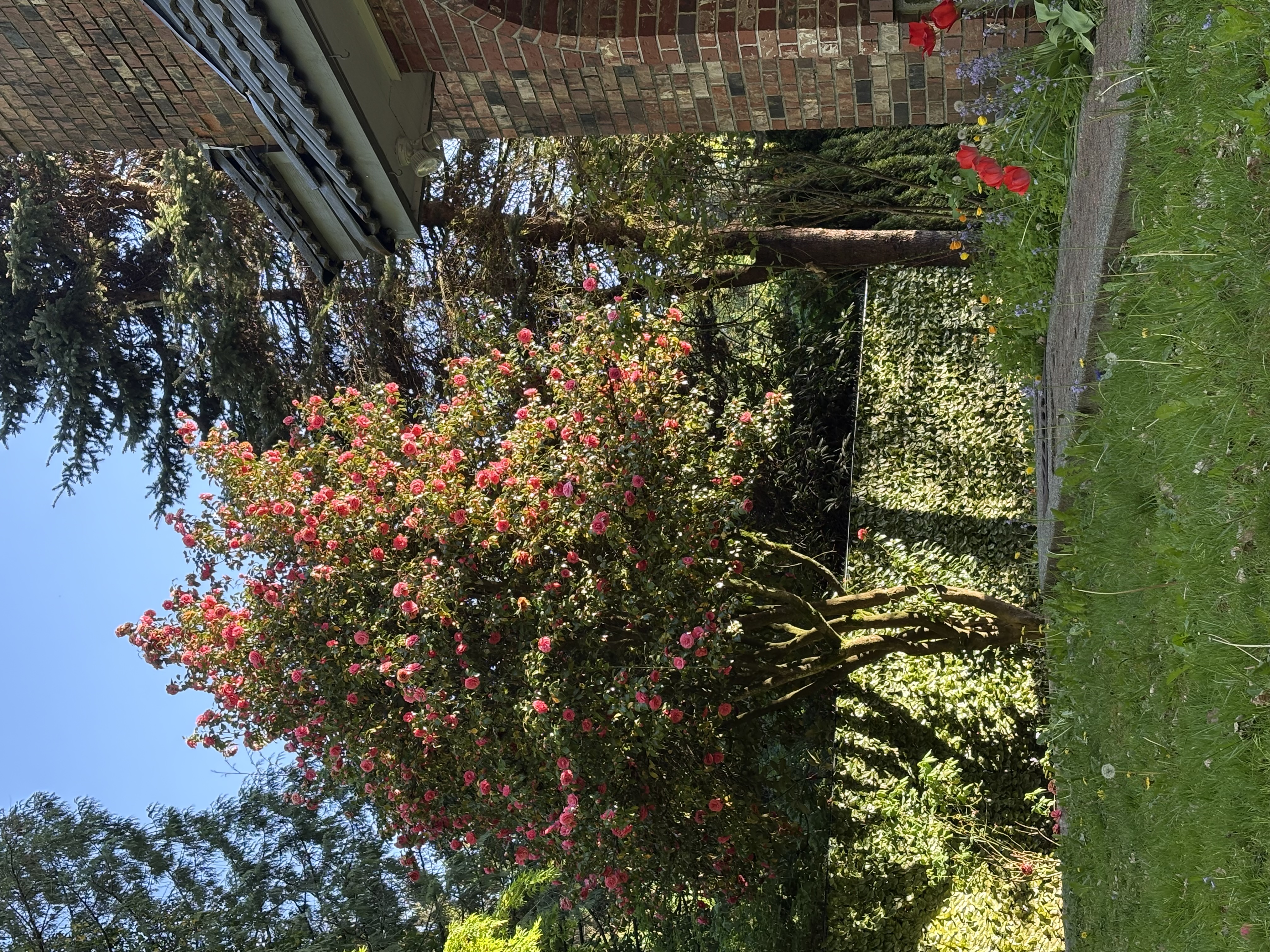 image-19