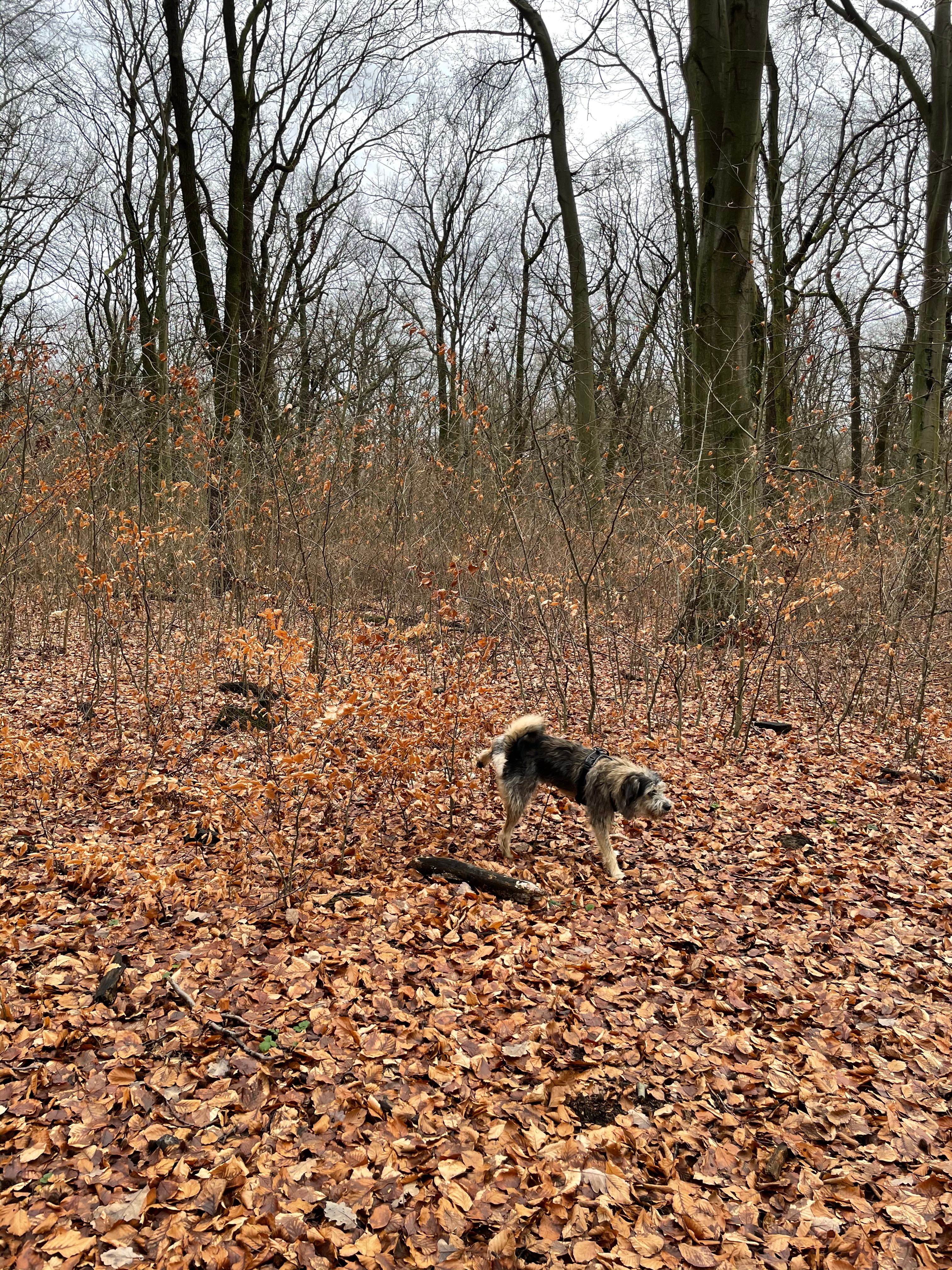 image-16