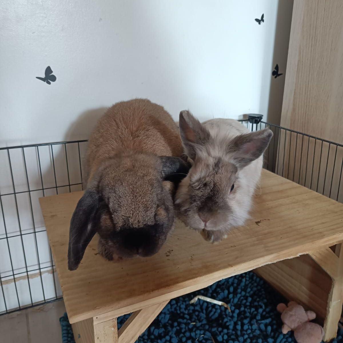 Blanche Neige et Heimdall 
